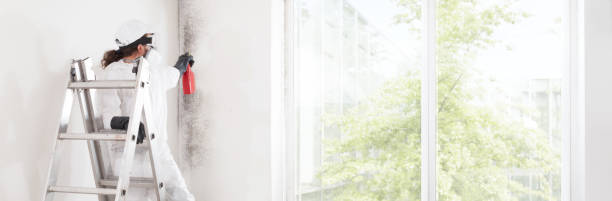 Trusted Millville, UT Mold Removal Experts